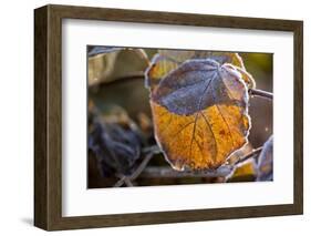 Closeup of hoarfrost dried hydrangea leaf on a blur background-Paivi Vikstrom-Framed Photographic Print