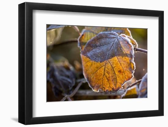 Closeup of hoarfrost dried hydrangea leaf on a blur background-Paivi Vikstrom-Framed Photographic Print