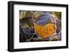 Closeup of hoarfrost dried hydrangea leaf on a blur background-Paivi Vikstrom-Framed Photographic Print