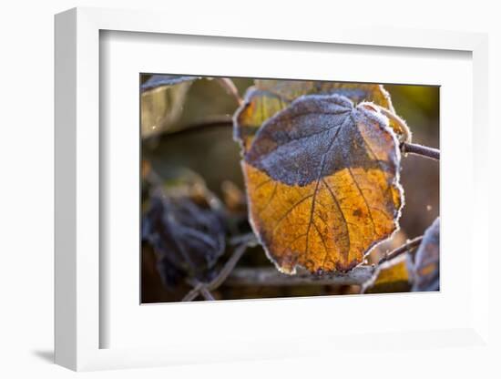 Closeup of hoarfrost dried hydrangea leaf on a blur background-Paivi Vikstrom-Framed Photographic Print