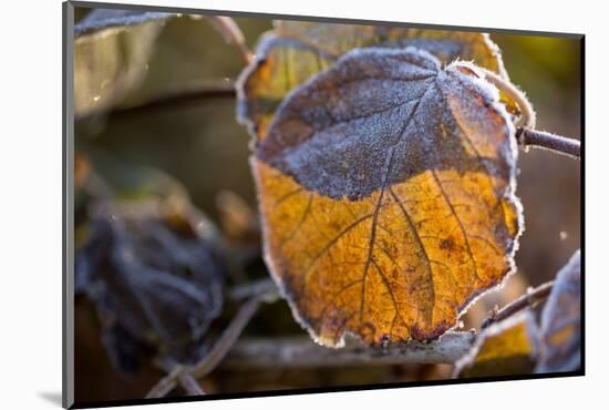 Closeup of hoarfrost dried hydrangea leaf on a blur background-Paivi Vikstrom-Mounted Photographic Print