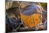 Closeup of hoarfrost dried hydrangea leaf on a blur background-Paivi Vikstrom-Mounted Photographic Print
