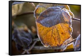 Closeup of hoarfrost dried hydrangea leaf on a blur background-Paivi Vikstrom-Framed Stretched Canvas