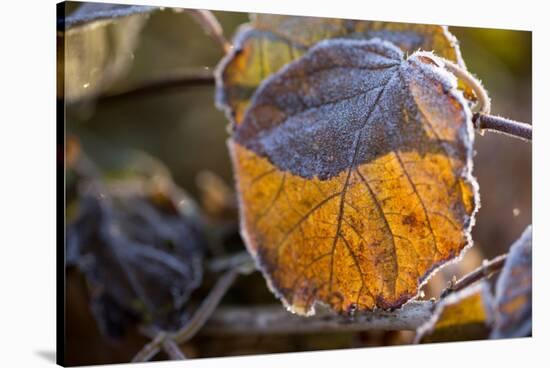 Closeup of hoarfrost dried hydrangea leaf on a blur background-Paivi Vikstrom-Stretched Canvas