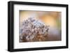 Closeup of hoarfrost dried hydrangea on a blur background-Paivi Vikstrom-Framed Photographic Print