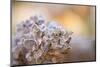 Closeup of hoarfrost dried hydrangea on a blur background-Paivi Vikstrom-Mounted Photographic Print