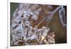 Closeup of hoarfrost dried hydrangea on a blur background-Paivi Vikstrom-Framed Photographic Print