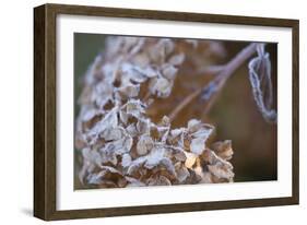 Closeup of hoarfrost dried hydrangea on a blur background-Paivi Vikstrom-Framed Photographic Print