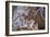 Closeup of hoarfrost dried hydrangea on a blur background-Paivi Vikstrom-Framed Photographic Print