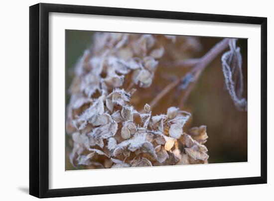 Closeup of hoarfrost dried hydrangea on a blur background-Paivi Vikstrom-Framed Photographic Print