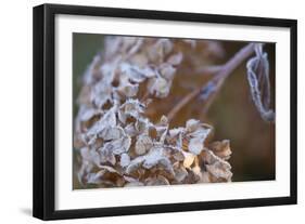 Closeup of hoarfrost dried hydrangea on a blur background-Paivi Vikstrom-Framed Photographic Print