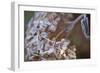 Closeup of hoarfrost dried hydrangea on a blur background-Paivi Vikstrom-Framed Photographic Print