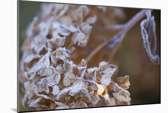 Closeup of hoarfrost dried hydrangea on a blur background-Paivi Vikstrom-Mounted Photographic Print