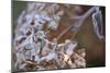 Closeup of hoarfrost dried hydrangea on a blur background-Paivi Vikstrom-Mounted Photographic Print