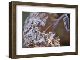 Closeup of hoarfrost dried hydrangea on a blur background-Paivi Vikstrom-Framed Photographic Print