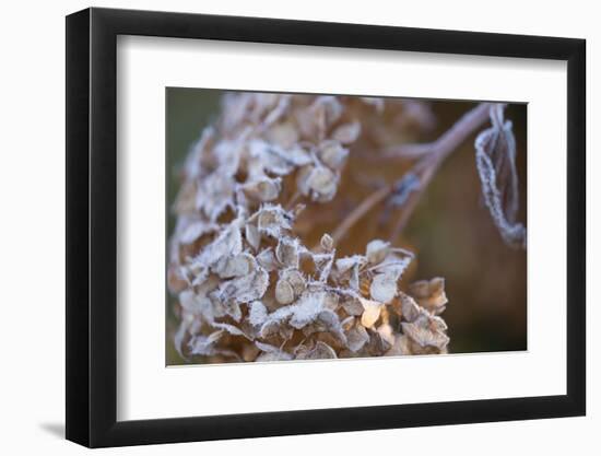 Closeup of hoarfrost dried hydrangea on a blur background-Paivi Vikstrom-Framed Photographic Print