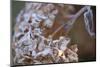 Closeup of hoarfrost dried hydrangea on a blur background-Paivi Vikstrom-Mounted Photographic Print