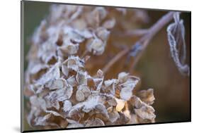 Closeup of hoarfrost dried hydrangea on a blur background-Paivi Vikstrom-Mounted Photographic Print