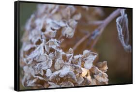 Closeup of hoarfrost dried hydrangea on a blur background-Paivi Vikstrom-Framed Stretched Canvas