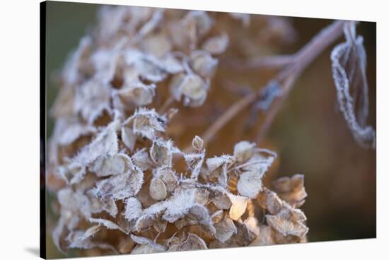 Closeup of hoarfrost dried hydrangea on a blur background-Paivi Vikstrom-Stretched Canvas