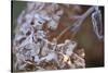 Closeup of hoarfrost dried hydrangea on a blur background-Paivi Vikstrom-Stretched Canvas