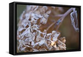 Closeup of hoarfrost dried hydrangea on a blur background-Paivi Vikstrom-Framed Stretched Canvas