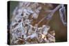 Closeup of hoarfrost dried hydrangea on a blur background-Paivi Vikstrom-Stretched Canvas