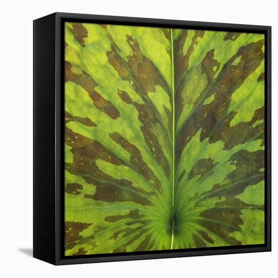 Closeup of Leaf-Micha Pawlitzki-Framed Stretched Canvas