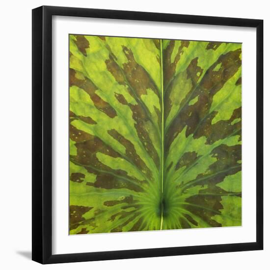 Closeup of Leaf-Micha Pawlitzki-Framed Premium Photographic Print