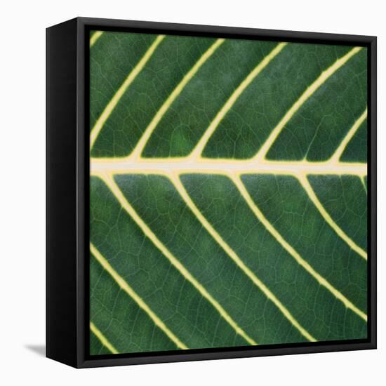 Closeup of Leaf-Micha Pawlitzki-Framed Stretched Canvas