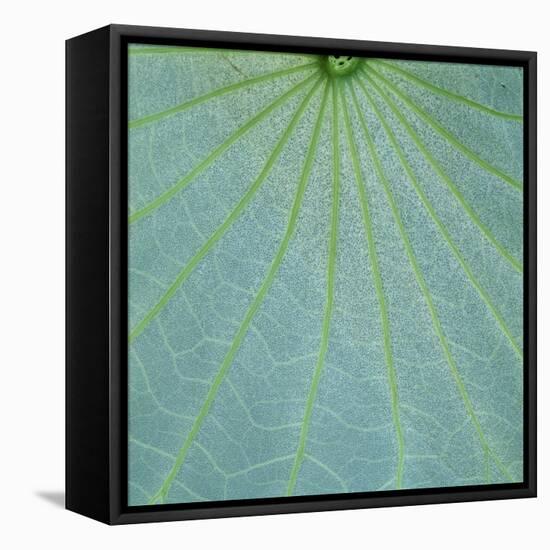 Closeup of Leaf-Micha Pawlitzki-Framed Stretched Canvas