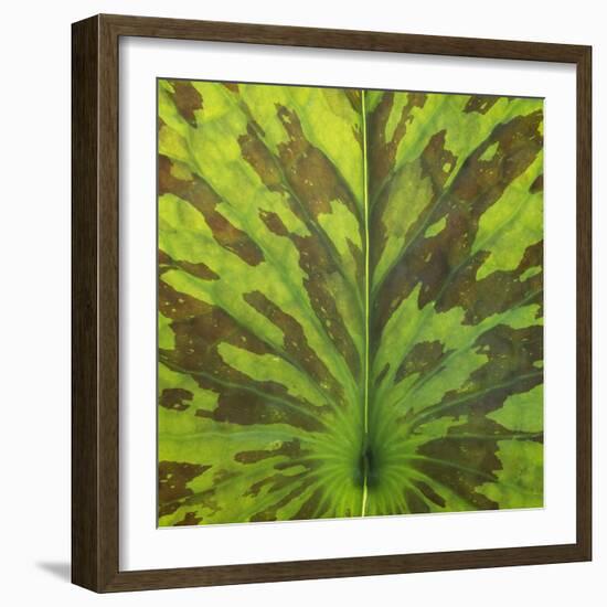 Closeup of Leaf-Micha Pawlitzki-Framed Photographic Print