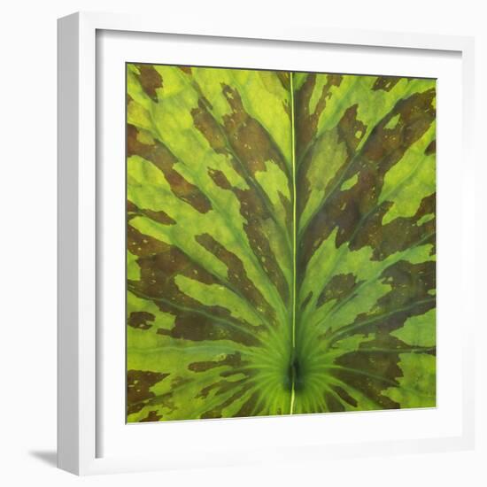 Closeup of Leaf-Micha Pawlitzki-Framed Photographic Print