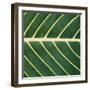 Closeup of Leaf-Micha Pawlitzki-Framed Photographic Print