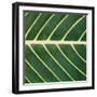 Closeup of Leaf-Micha Pawlitzki-Framed Photographic Print