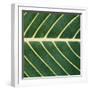 Closeup of Leaf-Micha Pawlitzki-Framed Photographic Print