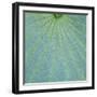 Closeup of Leaf-Micha Pawlitzki-Framed Photographic Print