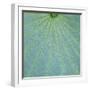 Closeup of Leaf-Micha Pawlitzki-Framed Photographic Print