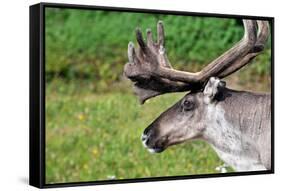 Closeup of Male Reindeer Head in Lapland, Scandinavia-1photo-Framed Stretched Canvas