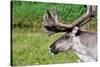 Closeup of Male Reindeer Head in Lapland, Scandinavia-1photo-Stretched Canvas