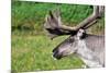 Closeup of Male Reindeer Head in Lapland, Scandinavia-1photo-Mounted Photographic Print