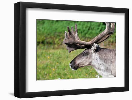 Closeup of Male Reindeer Head in Lapland, Scandinavia-1photo-Framed Photographic Print