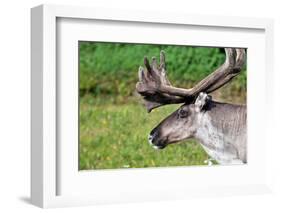 Closeup of Male Reindeer Head in Lapland, Scandinavia-1photo-Framed Photographic Print