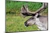 Closeup of Male Reindeer Head in Lapland, Scandinavia-1photo-Mounted Photographic Print