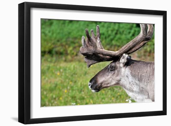 Closeup of Male Reindeer Head in Lapland, Scandinavia-1photo-Framed Photographic Print