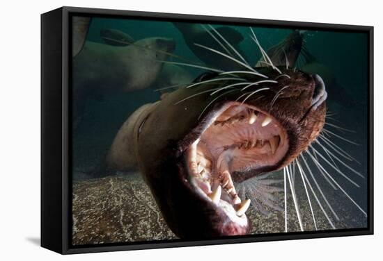 Closeup of Open Steller Sea Lion Mouth, Hornby Island, British Columbia, Canada-null-Framed Stretched Canvas