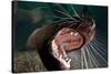 Closeup of Open Steller Sea Lion Mouth, Hornby Island, British Columbia, Canada-null-Stretched Canvas