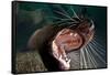 Closeup of Open Steller Sea Lion Mouth, Hornby Island, British Columbia, Canada-null-Framed Stretched Canvas