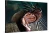 Closeup of Open Steller Sea Lion Mouth, Hornby Island, British Columbia, Canada-null-Stretched Canvas