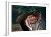 Closeup of Open Steller Sea Lion Mouth, Hornby Island, British Columbia, Canada-null-Framed Photographic Print